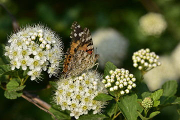 Painted lady butterfly sitting on white flowers of the shrub physocarpus 