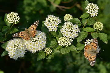 Painted lady butterfly sitting on white flowers of the shrub physocarpus 