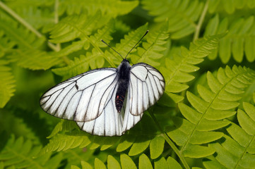 Black-veined white (Aporia crataegi), Baikal, Siberia, Russia