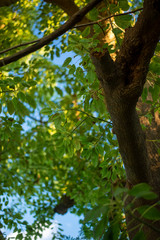 Fototapeta premium Into the wood