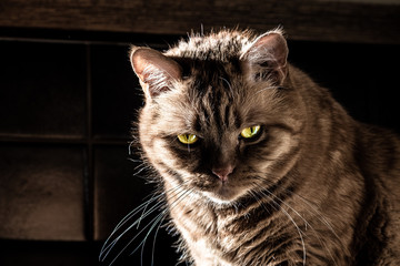 Dangerous looking orange cat with half closed green eyes looking at the camera; bright light illuminating its green eyes and long whiskers; dark shadows and background