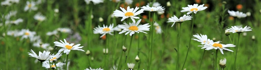 Margaritenblüten auf einer Sommerwiese