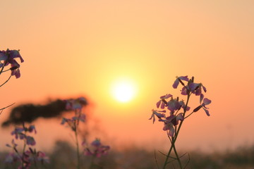 Fototapeta premium 夕日に照らされる砂漠の花