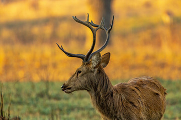 Kanha National Park - Sambar Deer (Rusa unicolor)
