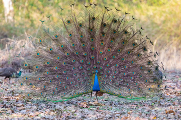 Kanha National Park, India- Male Indian Peafowl (Pavo cristatus) dispaying
