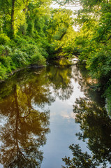Fototapeta na wymiar Stream Forest Reflections