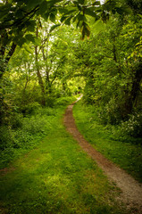 Summer Nature Trail