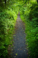 Summer Nature Trail