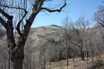 isolated natural landscape in the forest, on the mountains, high on the hill. dry arid green scrub for the summer heat.