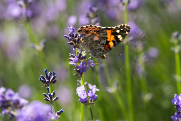 Butterflies on a crop of lavander in the sun