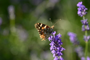 Butterflies on a crop of lavander in the sun