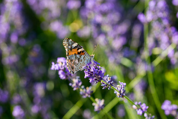 Butterflies on a crop of lavander in the sun