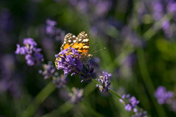 Butterflies on a crop of lavander in the sun