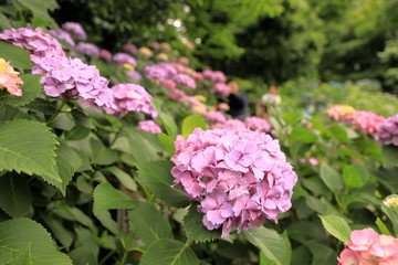Fototapeta premium 飛鳥山公園の紫陽花
