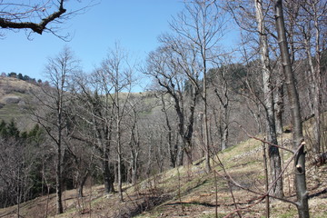 isolated natural landscape in the forest, on the mountains, high on the hill. dry arid green scrub for the summer heat.