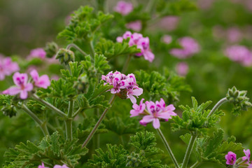 Flowers of Pelargonium