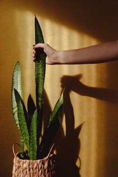 hand touching sansevieria leaf