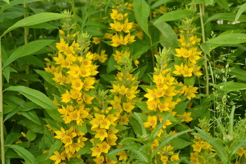 Yellow flowers in the garden against the backdrop of greenery.
