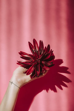 Woman hand holding a burgundy flower on a pink background