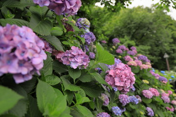 飛鳥山公園の紫陽花