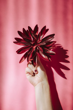 Woman hand holding a burgundy flower on a pink background