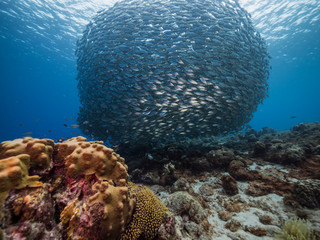 Bait ball in coral reef of Caribbean Sea around Curacao at dive site Playa Piskado