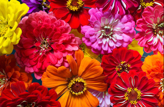 Colorful zinnia flowers