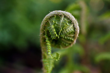 Macro shot of a fern in a botanic garden