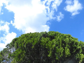 blue sky and tree