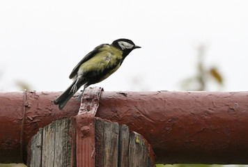 Great tit jumping from a wooden post in front of a metal pipe.