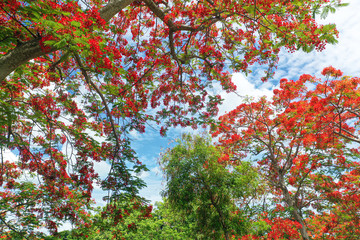 Beautiful Red Flowers