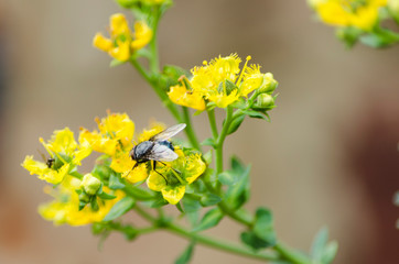 Fly