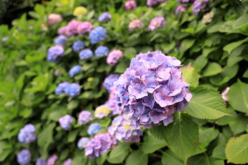 飛鳥山公園の紫陽花