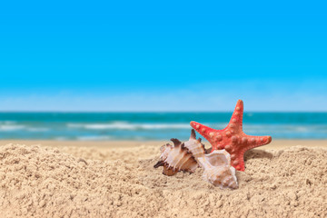 Fototapeta na wymiar Starfish and sea shells in a beach sand on the sea shore