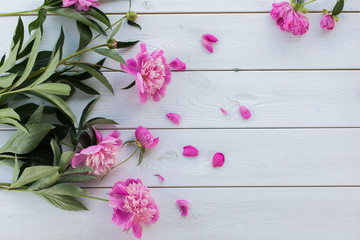 Beautiful soft pink peonies in vase on white wooden background outdoors. Summer flowers in blossom. Nature, fresh pink flowers concept