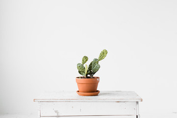 Potted Cacti