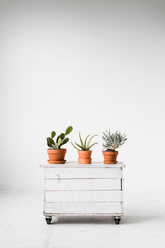 Three Potted Cacti