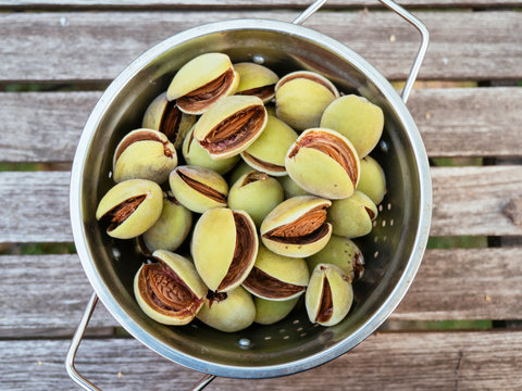 Almond harvest