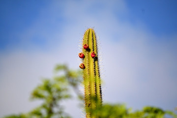 Cactus