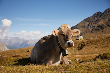 Cows in Alps.