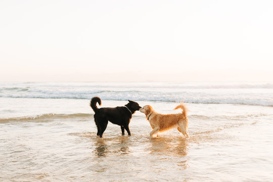 Golden retriever and Shepherd cross dog meeting at the beach