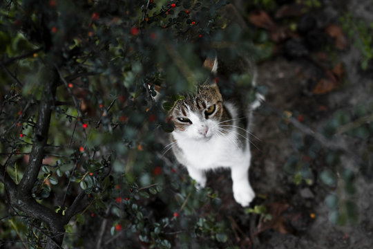 Cat under tree in a garden