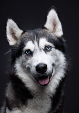 Portrait of a Husky with blue eyes
