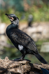 Cormoran Grande en un lago