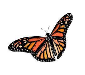 Hand drawn sketch of butterfly in color. Isolated on white background. Drawing for posters, decoration and print. Vector illustration