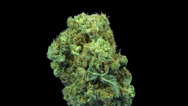 Cannabis - OG Kush