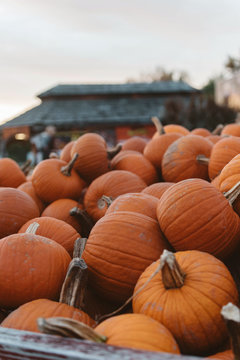 Cinderella Pumpkins
