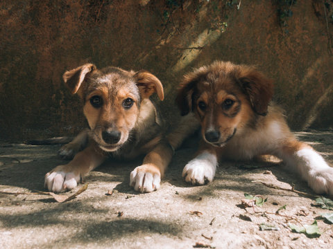 Two puppies