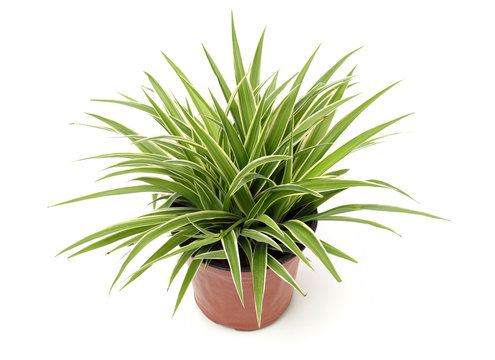 Chlorophytum - evergreen perennial flowering plants in the famil