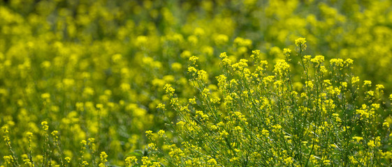 Close up of colza yellow flowers with blurry background. Summer sunny day. Copy space.
